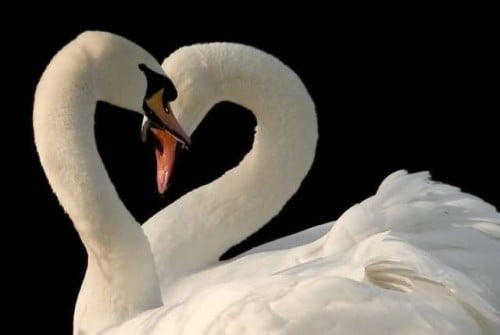 True_love_10 ΚΑΤΑΘΛΙΨΗ,ΥΠΟΣΤΗΡΙΞΗ,ΣΥΓΓΕΝΕΙΣ,ΑΓΑΠΗ