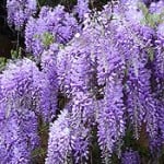 175px-Chinese_Wisteria_Blütentrauben