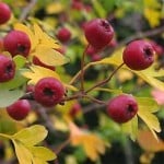 crataegus