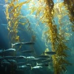 Kelp