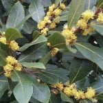 Δάφνη η ευγενής – Laurus nobilis – Δαφνέλαιο και θεραπευτικές ιδιότητες laurus-nobilis