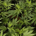 cannabis-660