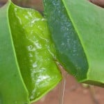 aloe-vera1