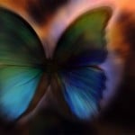 butterfly effect2
