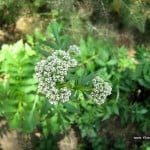 Valeriana officinalis flower