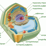 plantcell1